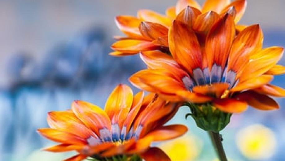 orange flowers credit paul stretslov on unsplash